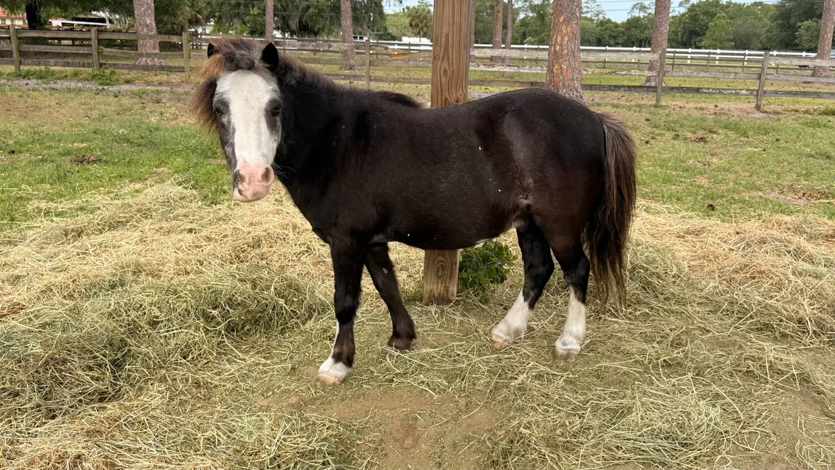 Stormy the miniature horse visiting the community