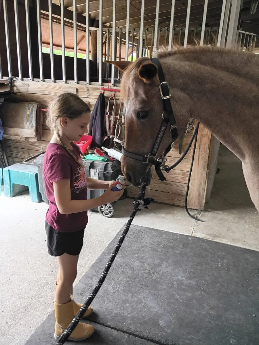 A volunteer grooming a horse