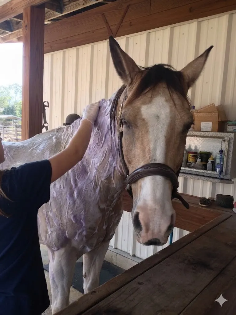Bath time for a horse