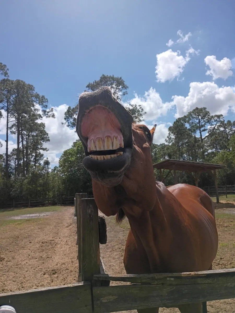 A horse with a playful expression