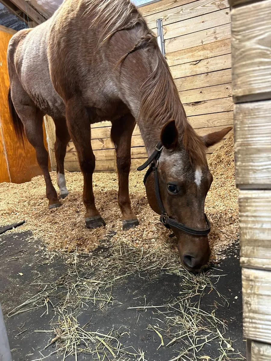 A horse looking out from its stall