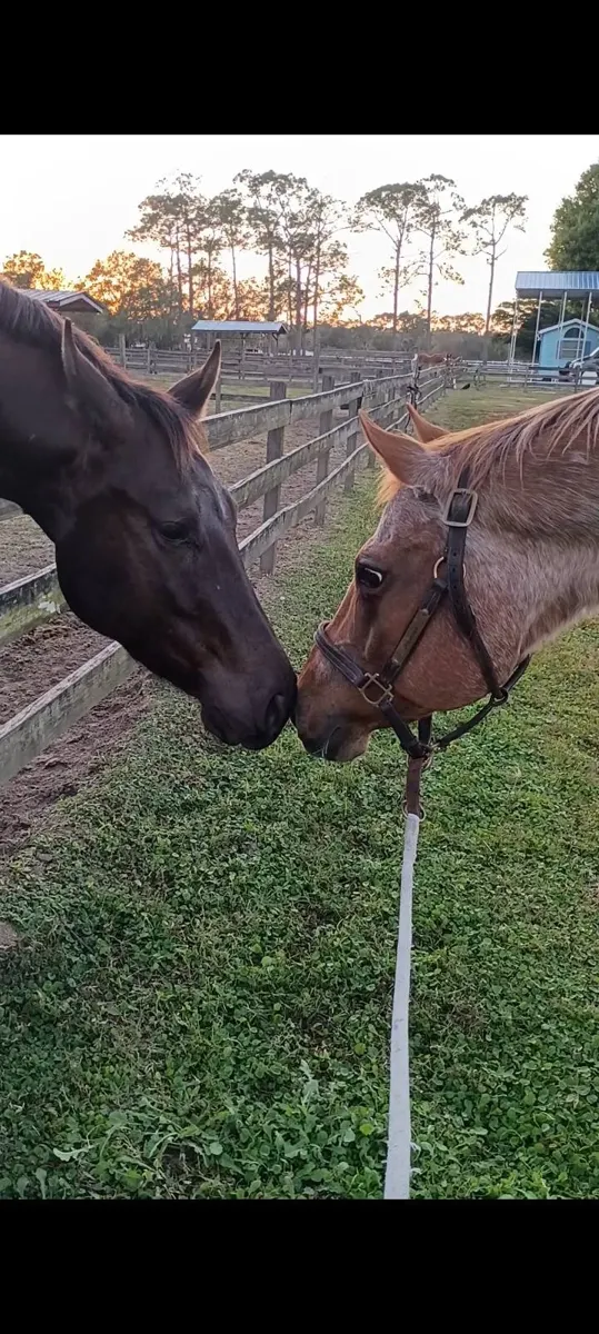 Two horses at sunset