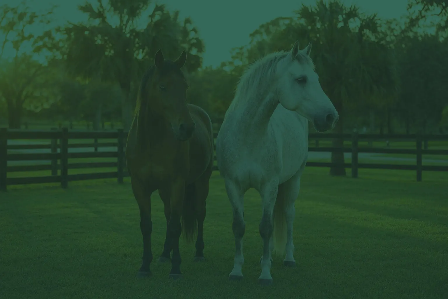 Horses grazing in the pasture at Animals & Kids